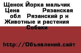 Щенок Йорка мальчик › Цена ­ 7 000 - Рязанская обл., Рязанский р-н Животные и растения » Собаки   